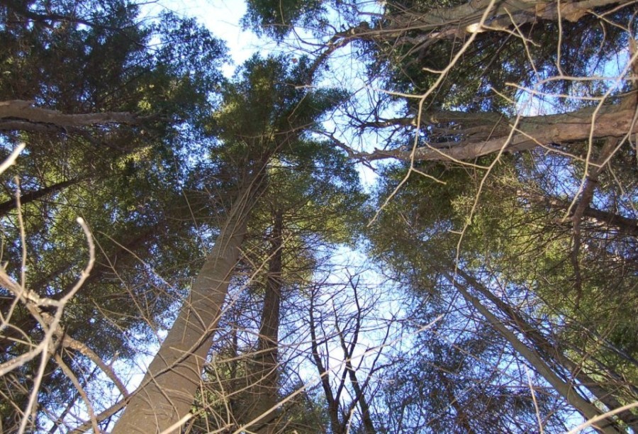 Le prime  morchelle del 2008